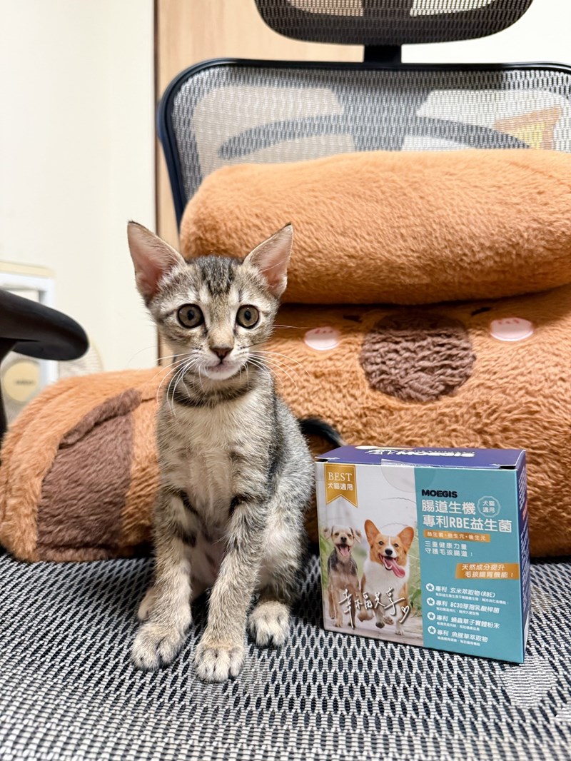 女人知己試用大隊,口碑行銷,部落客行銷,Moegis萌吉 腸道生機專利RBE益生菌,寵物益生菌,專利RBE益生元,專利蔬果酵素,小分子胜肽,藍藻粉,維持免疫力,幫助維持消化道機能,維持正常食慾,改變細菌叢生態,腸胃保健,犬貓適用